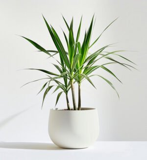 Binder Faixa Plus Size (24cm)